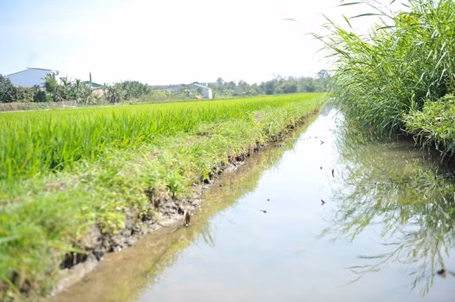 Mặt đáy trong kênh được thiết kế thấp hơn mặt ruộng khiến nước không thể tự tưới tiêu
