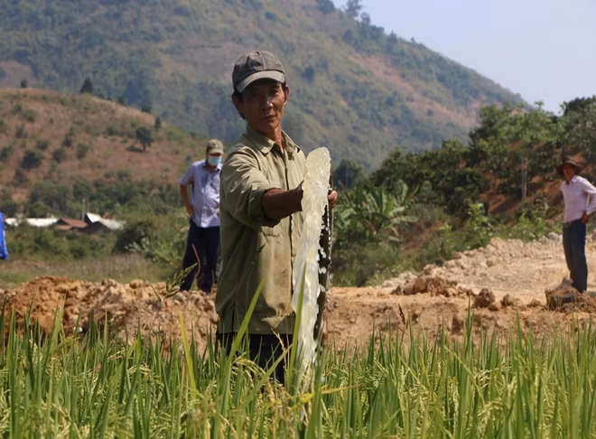 Để phục vụ tưới tiêu, người dân phải dùng máy bơm bơm nước lên ruộng