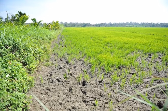 Nhiều diện tích ruộng canh tác của người dân bị khô hạn, nứt nẻ nằm cạnh bên tuyến kênh