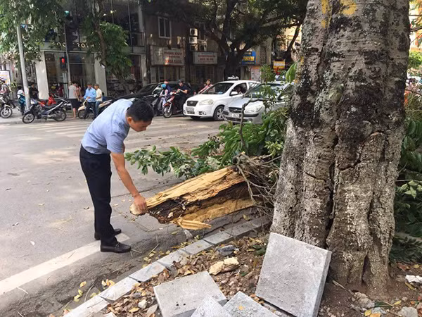 Gốc cây bị đổ chừng 1 vòng ôm, có tuổi đời hơn 10 năm bên trong đã bị mục ruỗng.