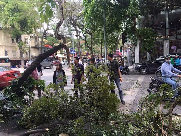 Hiện trường vụ cây đổ.