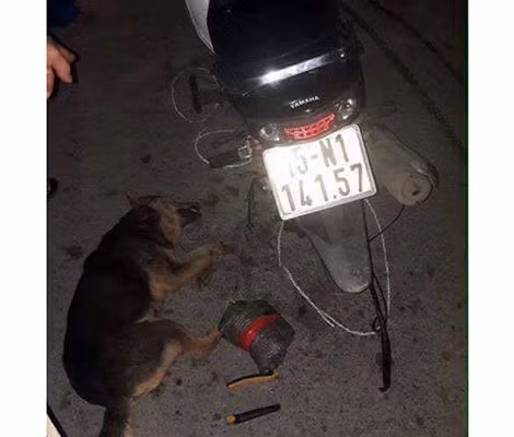 Tang vật vụ trộm chó.