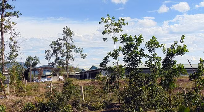 Một trại chăn nuôi lợn giống trong khuôn viên trang trại chăn nuôi Thái Việt.