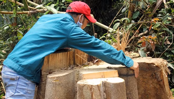 Một cây gỗ có đường kính hơn 1m đã bị đốn hạ.