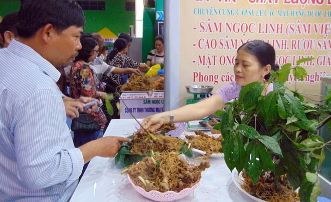 Phiên chợ sâm Ngọc Linh hằng tháng trở thành địa chỉ tin cậy của người tiêu dùng muốn mua sâm thật, đúng chất lượng.