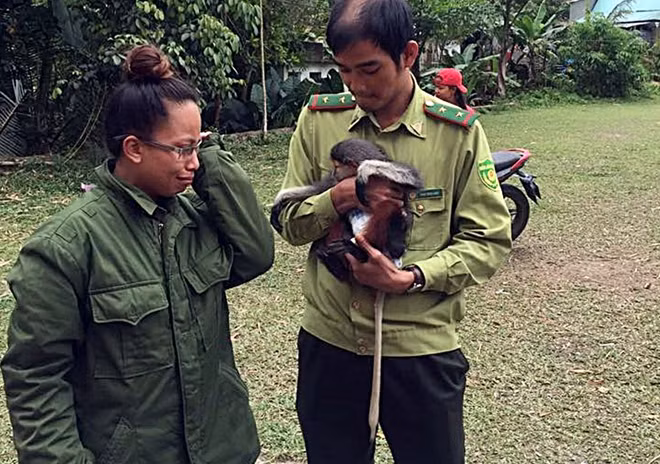 Con voọc này được một người dân bàn giao cho lực lượng kiểm lâm Quảng Nam trong tình trạng sức khỏe rất yếu.