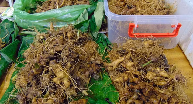 Sản phẩm sâm củ Ngọc Linh đang có giá trị rất cao trên thị trường.