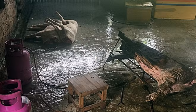 Các cá thể heo nái đang được giết mổ tại cơ sở của bà Kiều.