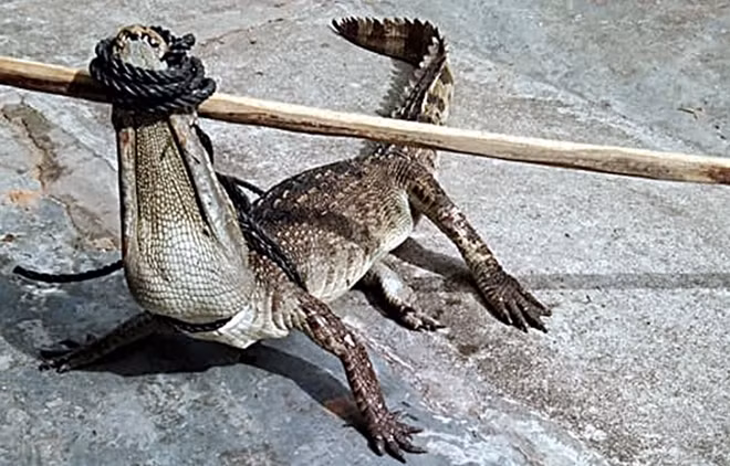 Con cá sấu sổng chuồng bị khống chế, không để gây hại cho con người và vật nuôi.