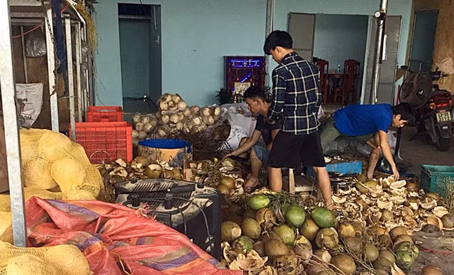 Các công nhân sơ chế dừa tại cơ sở T. P.