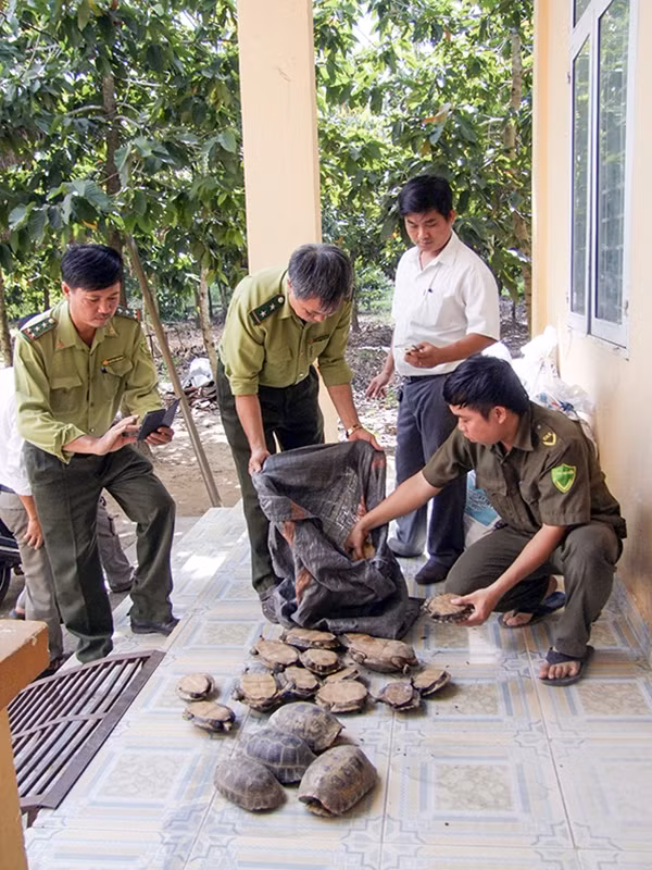 Lực lượng Công an kiểm tra số rùa bắt giữ được.