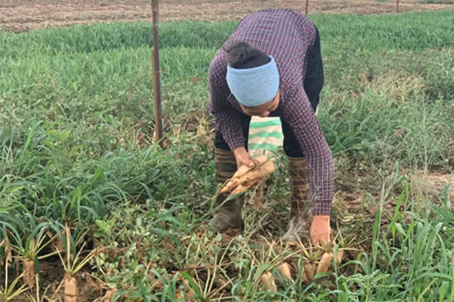 Cô Nguyễn Thị Khánh (thôn Đông Cao, xã Tráng Việt) cho biết gia đình cô cũng chịu thiệt hại giống như các tất cả mọi người. 5 sào rau của gia đình cô nay đều bị sâu tàn phá hết cả. Cô Nguyễn Thị Khánh (thôn Đông Cao, xã Tráng Việt) cho biết gia đình cô cũng chịu thiệt hại giống như các tất cả mọi người. 5 sào rau của gia đình cô nay đều bị sâu tàn phá hết cả.