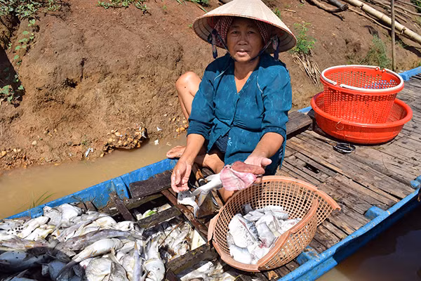 Cá chết trên sông Sài Gòn được người dân vớt lên với đủ loại lớn nhỏ.