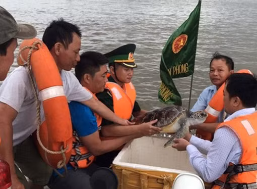 Thả cá thể rùa quý hiếm hơn 10kg về biển