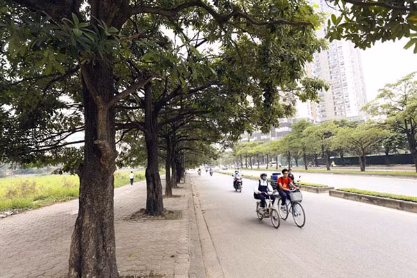 Con phố dày đặc hoa sữa tại Hà Nội. Ảnh: ST Con phố dày đặc hoa sữa tại Hà Nội. Ảnh: ST