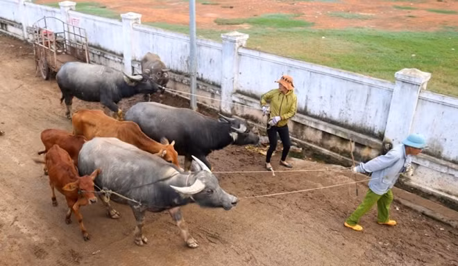Ngay từ sáng sớm, trâu bò được dắt ra chợ để thương lái định giá