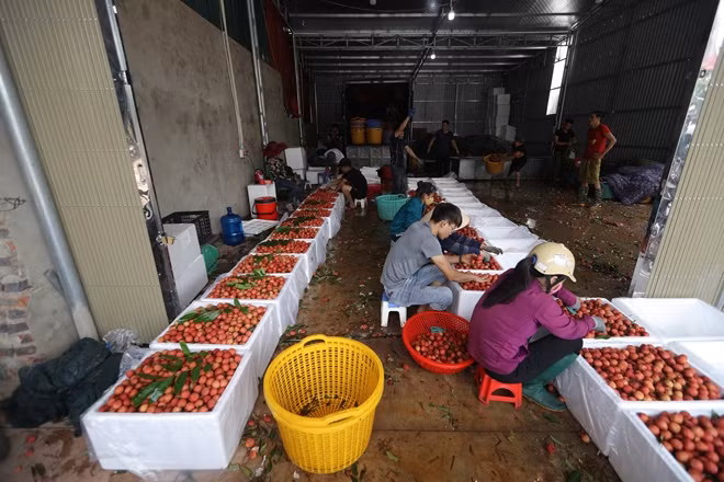 Vải được làm sạch trước khi đóng thùng vận chuyển đi.