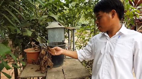 Cây dại mọc ở bìa rừng "bị" gọi là "cây Tình yêu" ở bên chiếc am thờ trước sân nhà ba mẹ của Thủ hiện đã chết héo.