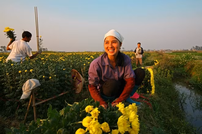 Ở Mê Linh, Hà Nội hầu hết các hộ dân đều trồng và buôn bán hoa. Hoa cung cấp chủ yếu cho Hà Nội và một số tỉnh phía Bắc. Nghề trồng hoa đã có hơn 10 năm đem lại đời sống ấm no cho người dân.
