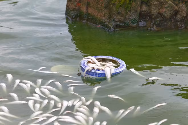 Ngoài khu vực Hồ Tây, cách đây hơn 1 tháng, việc thay đổi thời tiết đột ngột cũng làm rất nhiều cá chết ở hồ Hoàng Cầu, trong lần đó có nhiều loại cá lớn cũng bị ảnh hưởng.