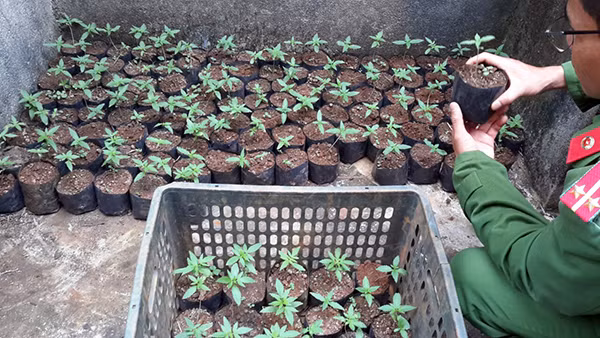 Công an huyện Đắk Glong bắt quả tang 1 vụ trồng, chăm sóc gần 1500 cây cần sa.