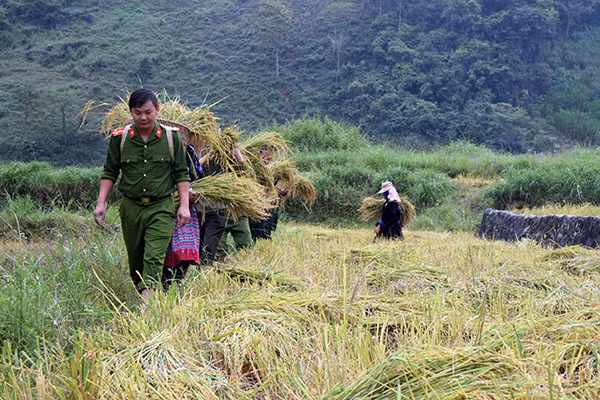 Công an tỉnh Điện Biên Phủ giúp dân thu hoạch lúa mùa Công an tỉnh Điện Biên Phủ giúp dân thu hoạch lúa mùa