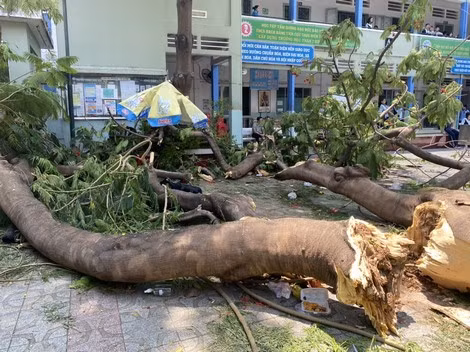 Hình ảnh cây phượng vĩ mục ruỗng trong thân và bật gốc đổ trong sân trường.