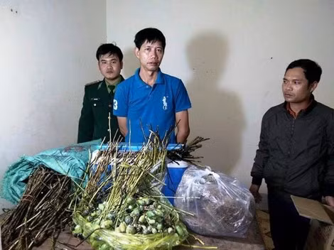Một đối tượng vận chuyển cây thuốc phiện từ Lào về Việt Nam bị Bộ đội Biên phòng tỉnh Quảng Bình bắt giữ.