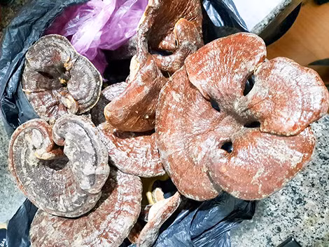 Những tai nấm lim xanh quý giá từ rừng được bà HNha cất giữ cẩn thận.