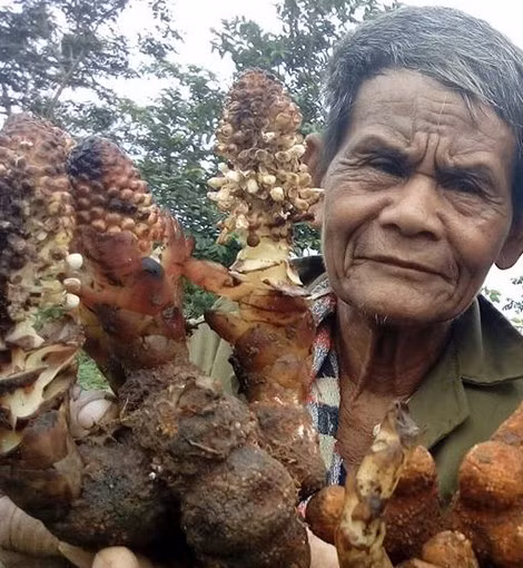 Nấm ngọc cẩu là một trong những vị thuốc được nhiều người săn lùng.