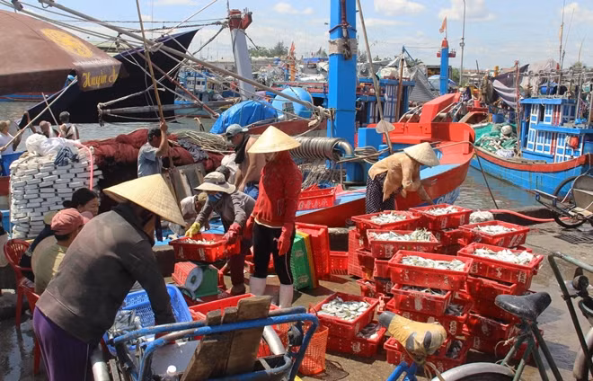 Tàu, thuyền ngư dân về bến trong niềm vui đầy ắp tôm, cá.