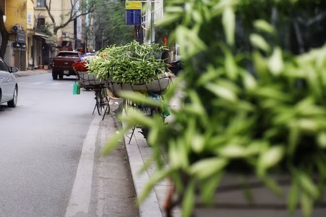 Phần lớn hoa được bán đều là những nụ chưa nở. Mỗi cành có 3-5 nụ. Theo người bán chia sẻ khi mua về, để khoảng 3 ngày, nụ hoa sẽ nở hết và có thể chơi hoa trong 7-10 ngày. Giá hoa loa kèn năm này cũng không có biến động nhiều, với mức giá từ 30 đến 40 nghìn đồng một bó.