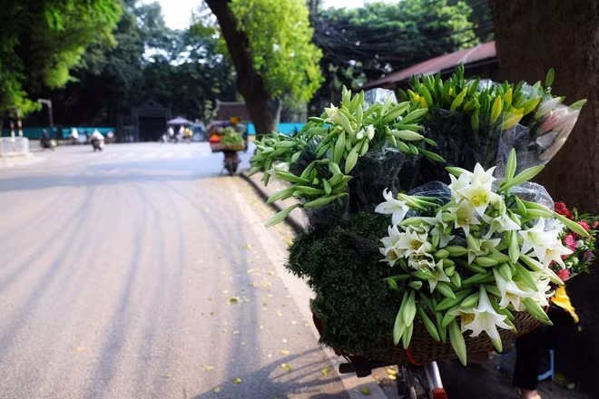 Tuy không rực rỡ như hoa bằng lăng, hoa ban không thơm ngát như hoa sữa, hoa bưởi nhưng sắc trắng giản dị lại tạo nên vẻ đẹp tinh khiết như một người thiếu nữ vừa đến độ trăng tròn tạo một nét duyên dáng, e lệ cho khi mùa hè sắp tới.