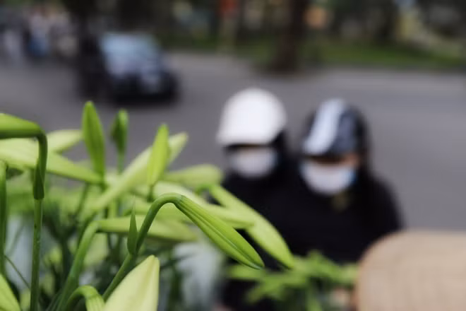 Cứ nhìn thấy hoa loa kèn là người Hà thành lại biết mưa xuân sắp tắt, nhường chỗ cho nắng vàng mùa hạ. Vì vậy ngoài những cái tên như loa kèn, kèn tây, bách hợp... nhiều người còn gọi loài hoa này bằng cái tên giản dị là hoa báo hè.