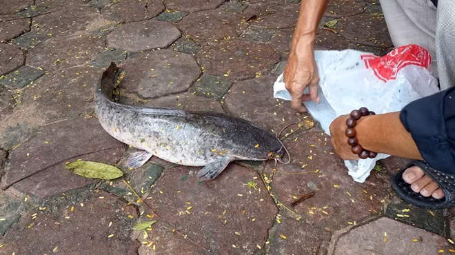 Thành quả sau buổi câu trên sông Tô Lịch của cần thủ là một chú cá trê có cân nặng khoảng 4kg.