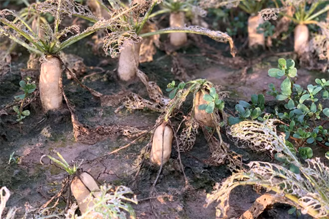 Tuy nhiên, những ngày này, không khí nơi đây bỗng trở nên u buồn khi người dân phải chứng kiến những ruộng rau xanh ngắt trở nên bạc trắng vì bị sâu tơ đã tấn công đúng vụ thu hoạch. Tuy nhiên, những ngày này, không khí nơi đây bỗng trở nên u buồn khi người dân phải chứng kiến những ruộng rau xanh ngắt trở nên bạc trắng vì bị sâu tơ đã tấn công đúng vụ thu hoạch.