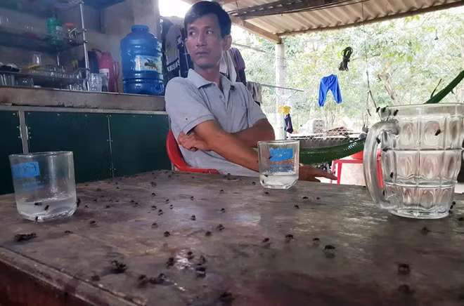 Ruồi, nhặng đậu bám đầy bàn uống nước của người dân gần Công ty Hòa Phát Quảng Bình.