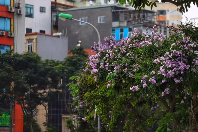 Ít ai biết, bằng lăng gắn liền với một sự tích buồn, là loài hoa của sự chia ly, xa cách, nhớ nhung. Khi bằng lăng nở, cũng là thời điểm mà người ta nhớ về những kỷ niệm xưa cũ của tuổi học trò hồn nhiên với mối tình đầu thuần khiết nhưng dễ xa lìa.