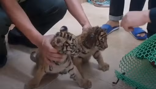 Lợi dụng mạng xã hội để buôn bán động vật hoang dã