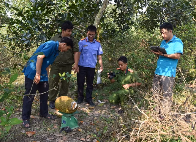Công an khám nghiệm hiện trường vụ trộm mít tại xã Hoà Khánh (huyện Cái Bè, tỉnh Tiền Giang).