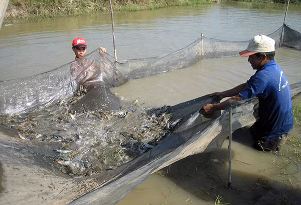 Lạm dụng thuốc kháng sinh trong chăn nuôi sẽ gây kháng kháng sinh ở người.