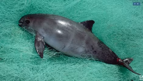 Cá heo Vaquita.