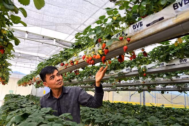 Anh Bùi Ngọc Minh bên trang trại dâu giống Mỹ sai trĩu quả.