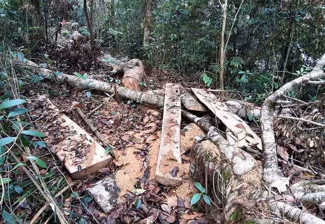 Ngày 31-3, theo phản ánh của người dân, PV có mặt tại khu vực rừng tự nhiên thuộc thôn 2 xã Trà Vân, huyện Nam Trà My, gần khu dân cư Khe Chữ. Tại đây, chúng tôi không khỏi xót xa khi chứng kiến hàng chục cây rừng bị cưa hạ, nằm ngổn ngang trong rừng.