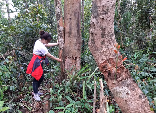 Không chỉ bị cưa, chặt xẻ thịt. Hàng trăm cây tự nhiên tại cánh rừng này cũng bị khem (vạt) vỏ chờ chết.