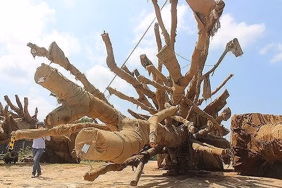 Cây "quái thú" bị thu giữ.