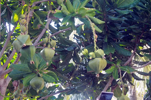 Cây bàng vuông trĩu quả Cây bàng vuông trĩu quả