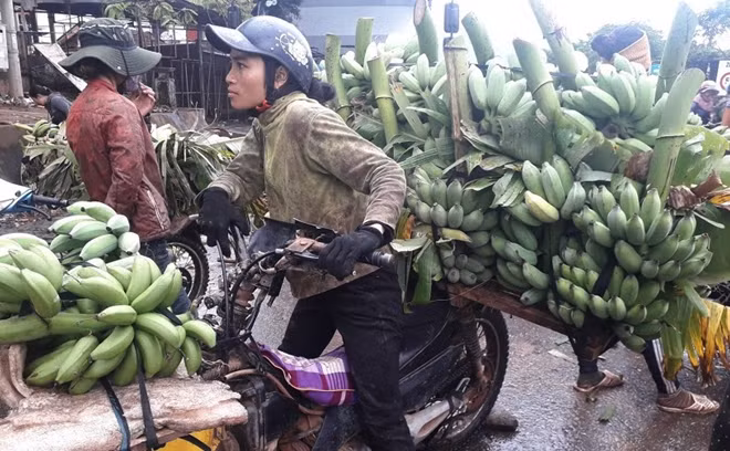 Bà con Pa Cô, Vân Kiều phấn khởi bán chuối cho các thương lái thu mua tại chợ đầu mối Tân Long.