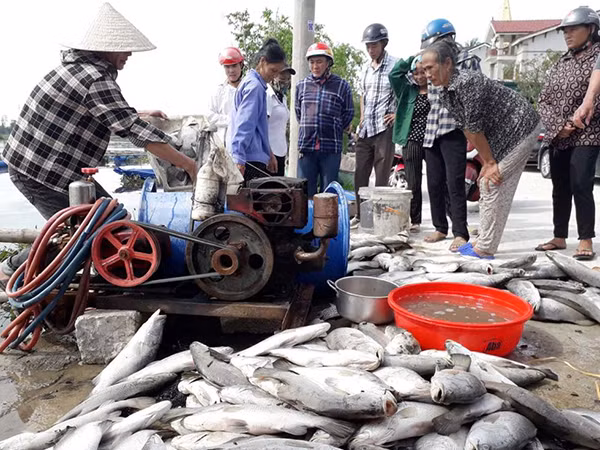 Người dân Hà Tĩnh thẫn thờ khi cá bất ngờ chết hàng loạt.