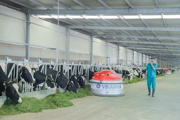 Vinamilk hiện có 13 trang trại bò sữa chuẩn quốc tế trên cả nước